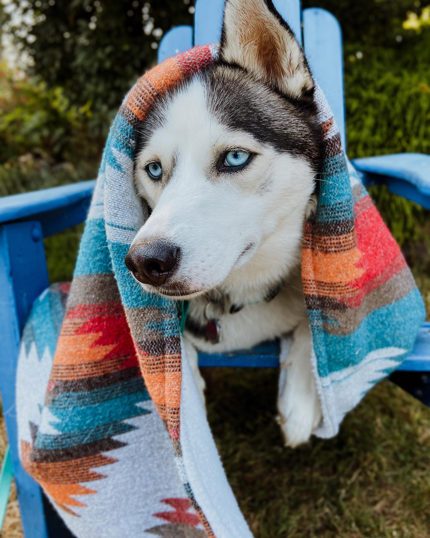 Wild Husky Co Blankets