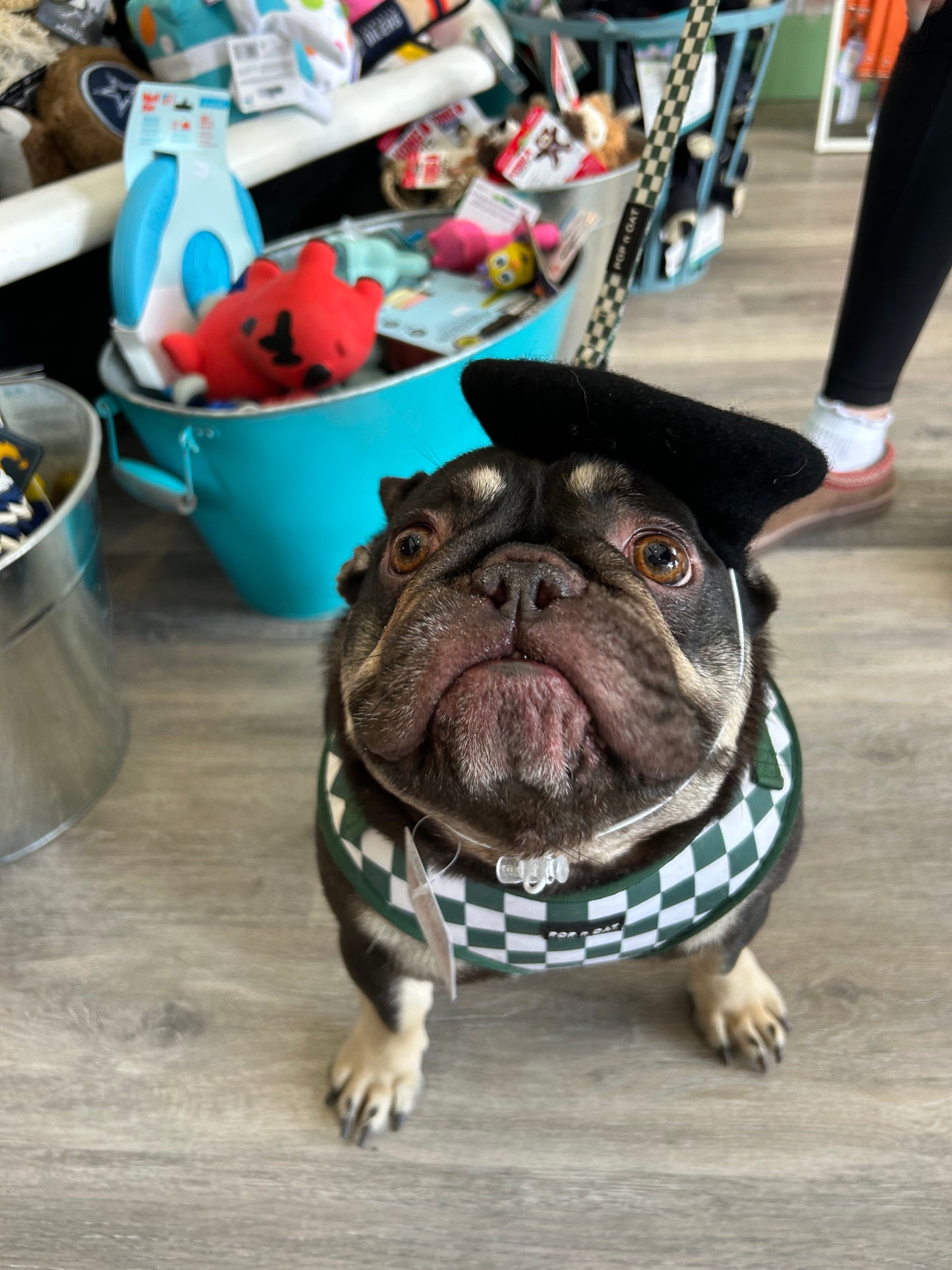 Cocopup Dog Beret
