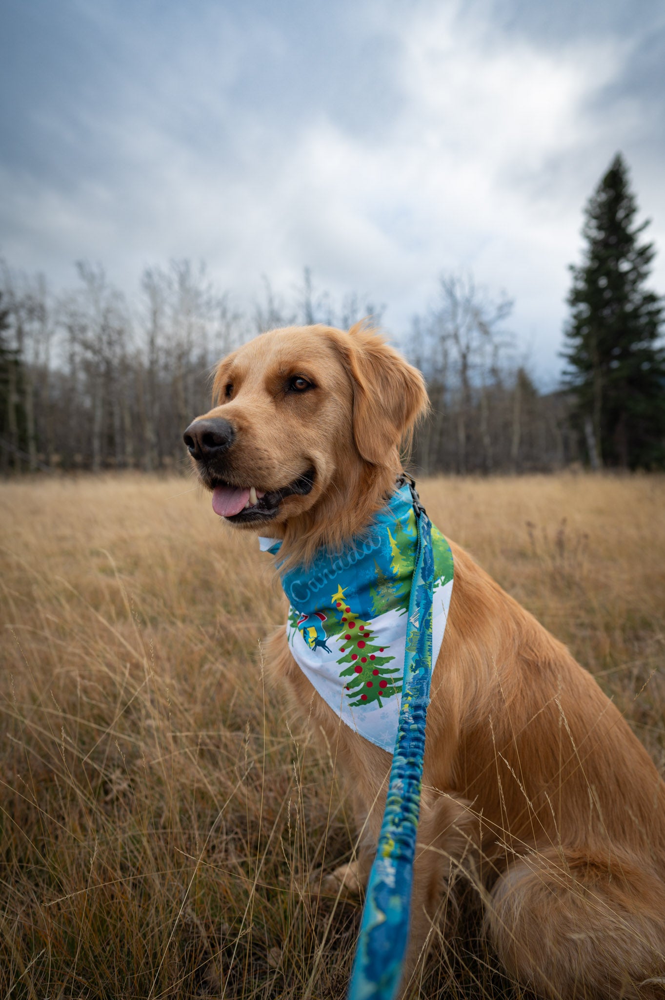 Festive Fundraiser Bandana