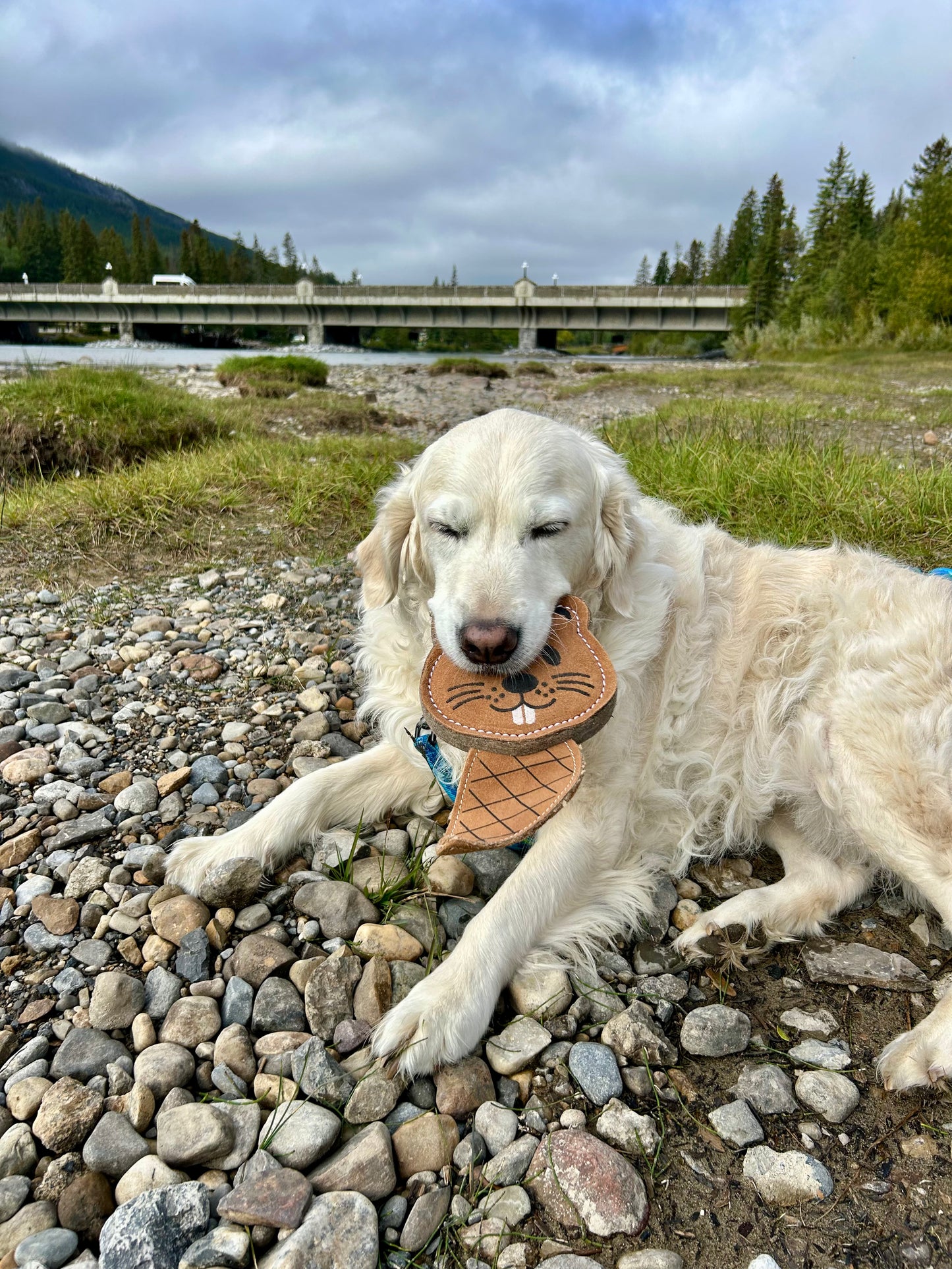 The Doghouse Leather & Wool Beaver