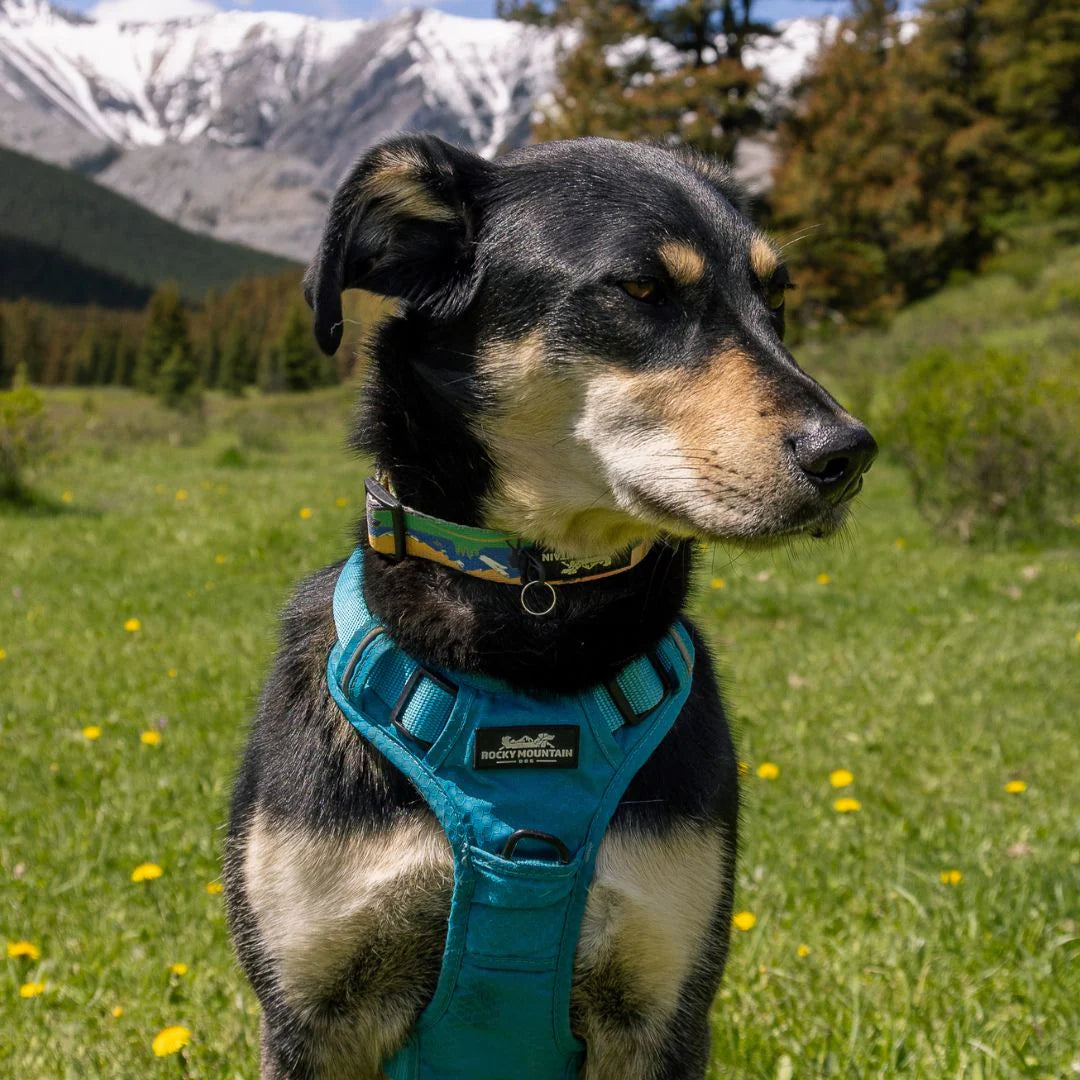 Waterton Alpine Dog Collar