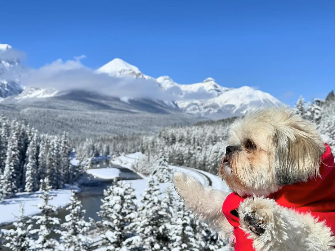 Paws and Peaks: Our First Post! Winter Prep for You and Your Pup in the Mountains ❄️🐾