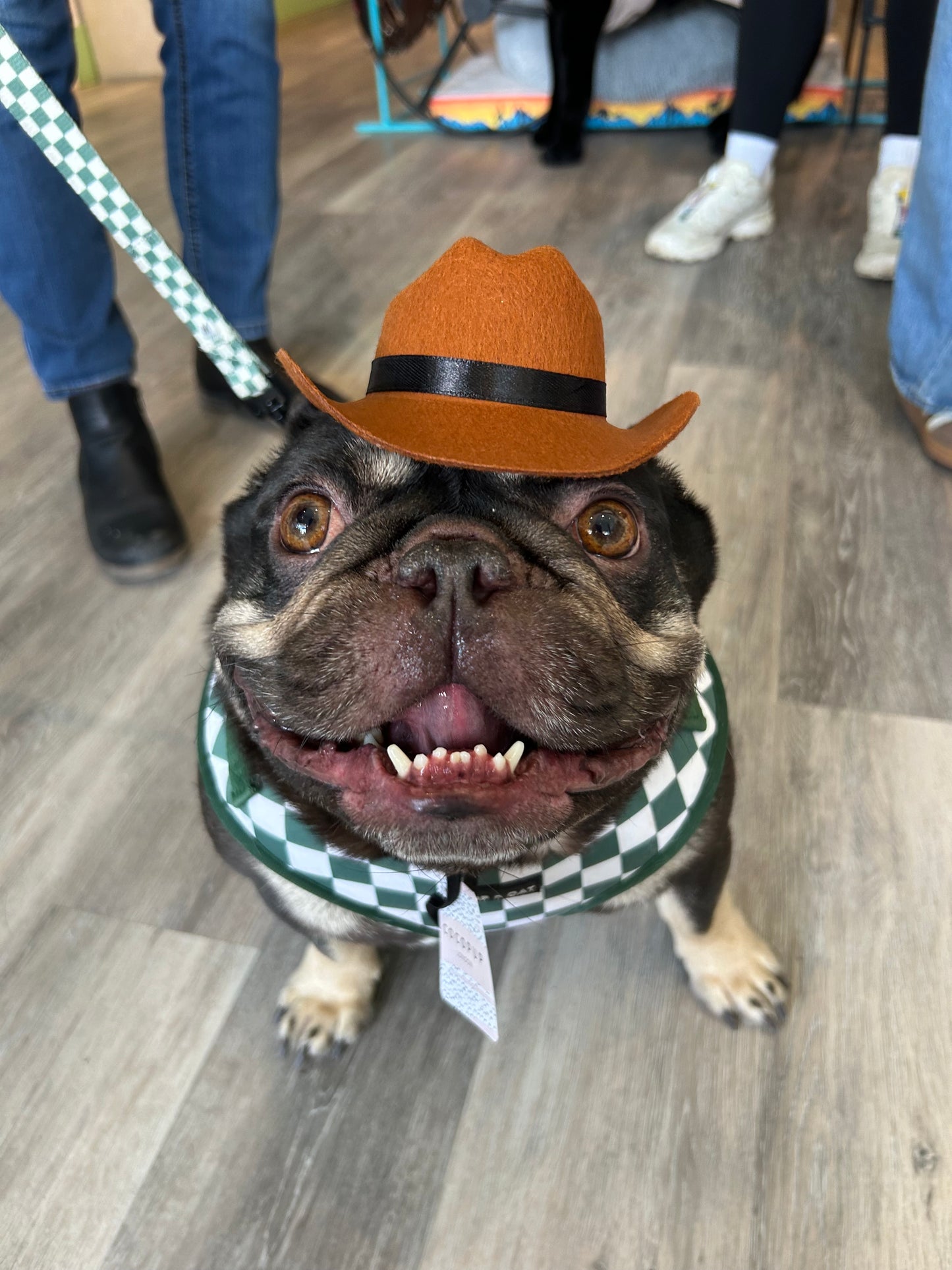 Cocopup Rodeo Dog hat