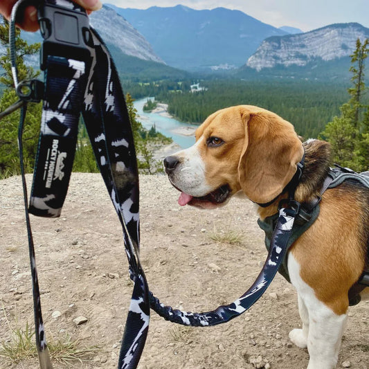The Grizzly All-Mountain Leash