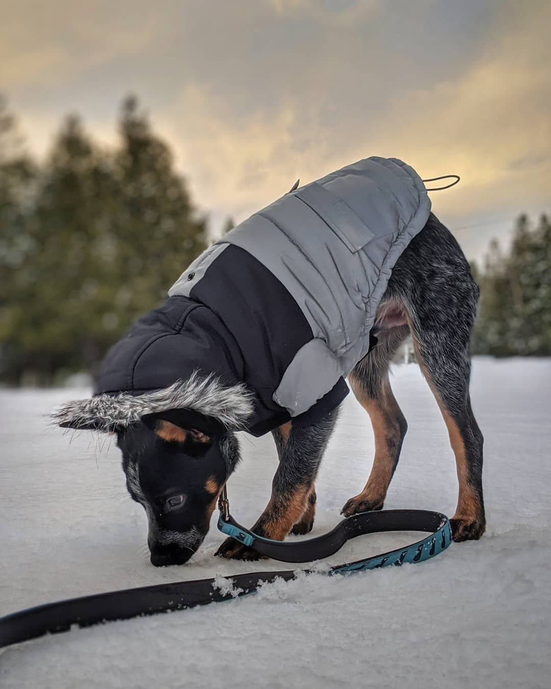 Canada Pooch True North Parka 25% Off