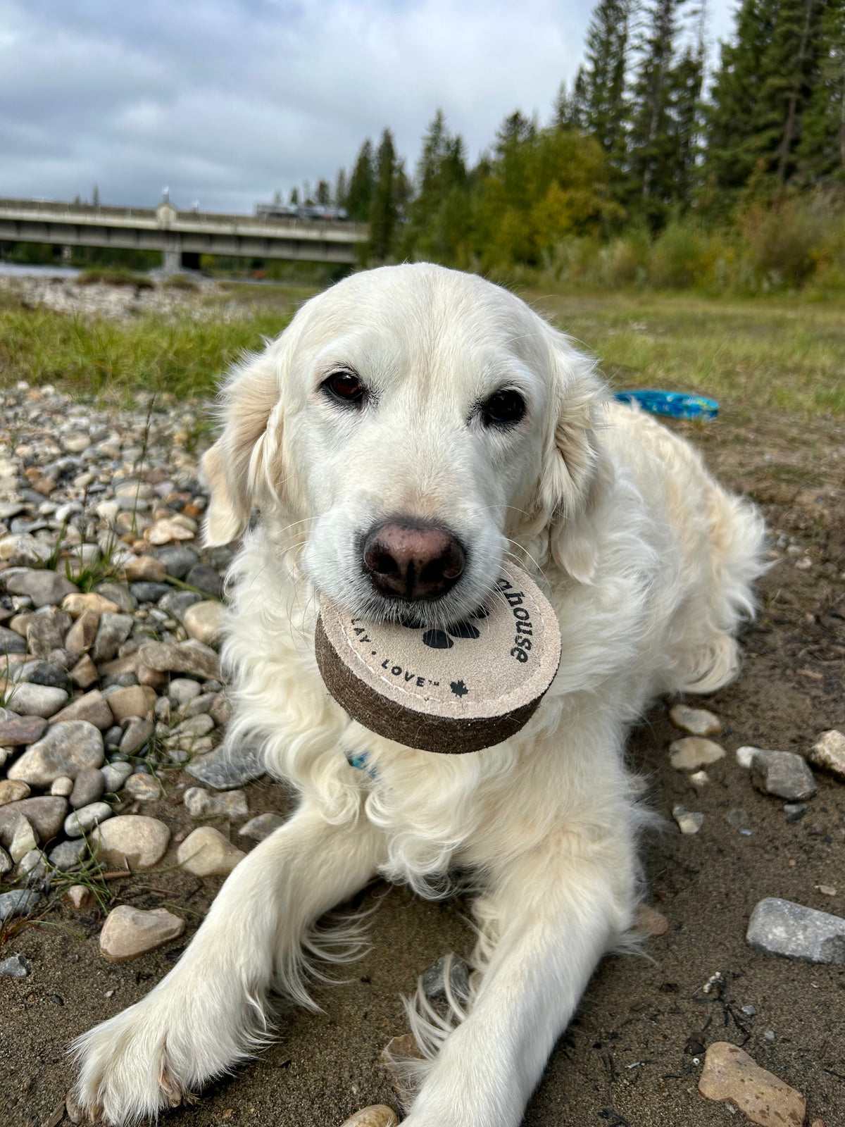 The Doghouse Leather & Wool Puck