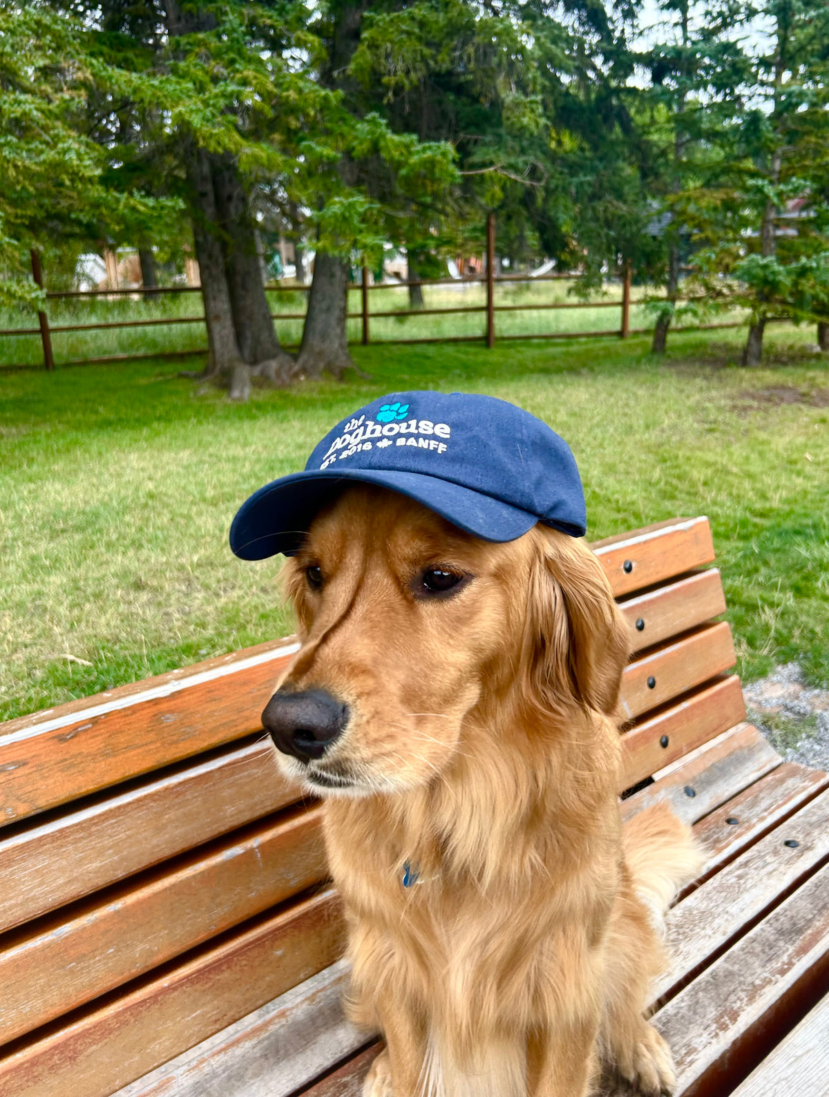 The Doghouse Trucker Cap