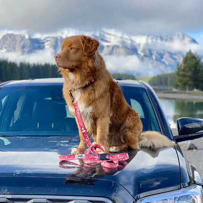 Rocky Mountain 8 Foot Leashes