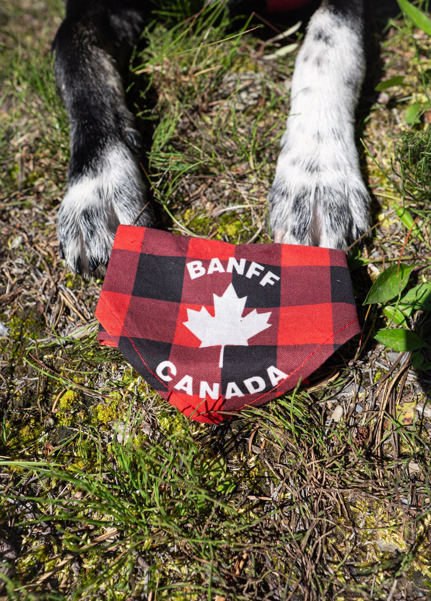 The Doghouse Sunny Trails Cooling Bandana