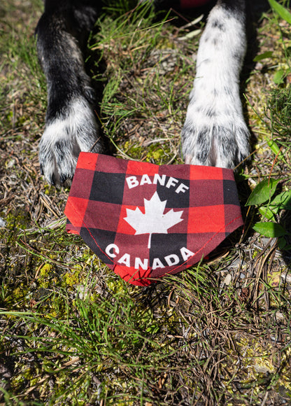 The Doghouse Sunny Trails Cooling Bandana