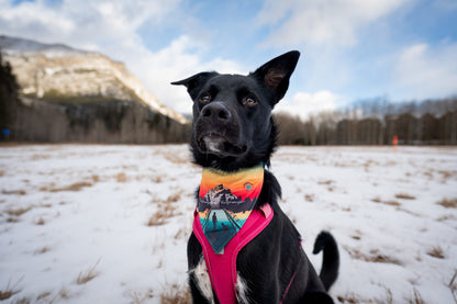 The Doghouse Bridge Bandana