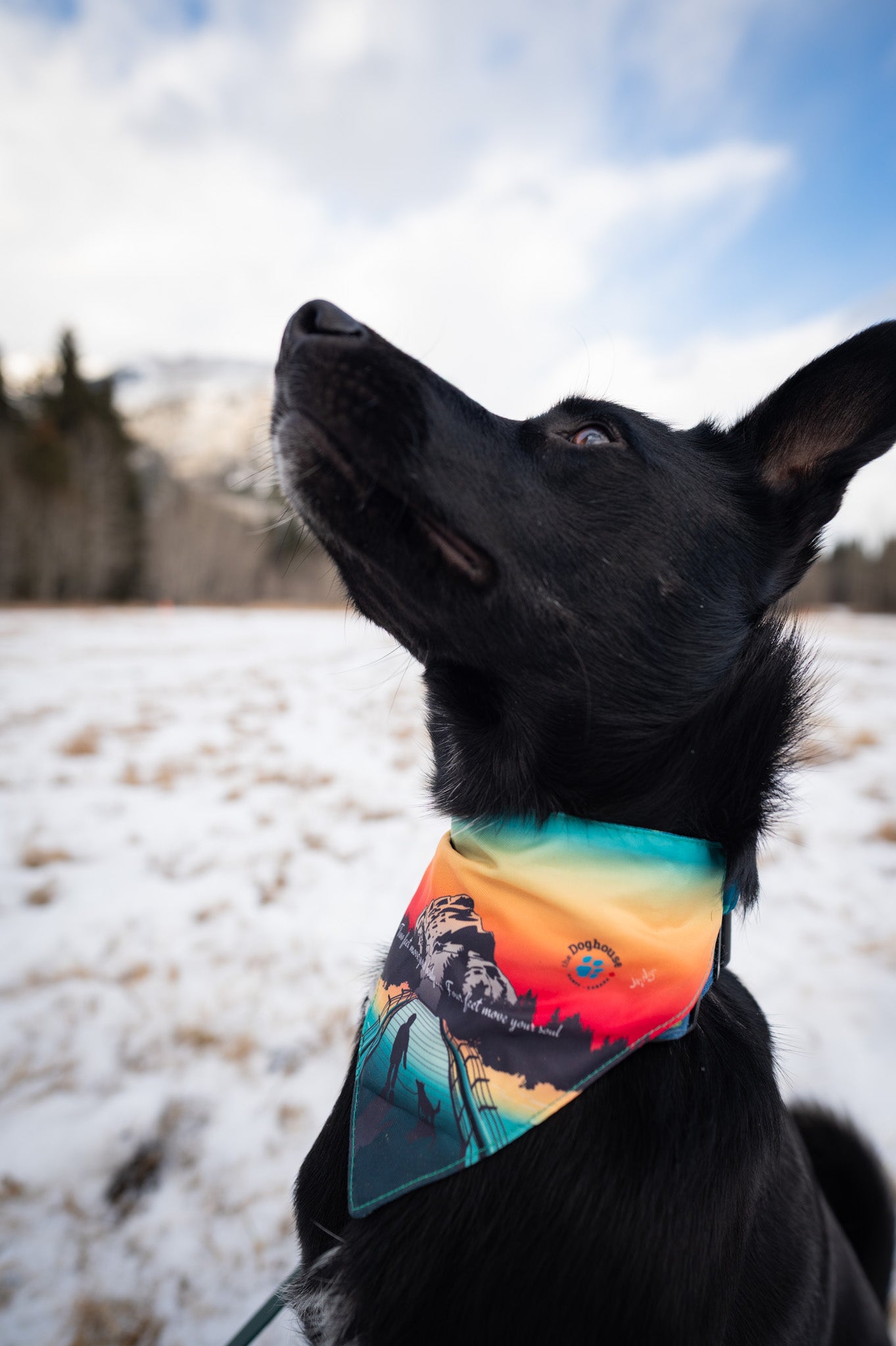 The Doghouse Bridge Bandana
