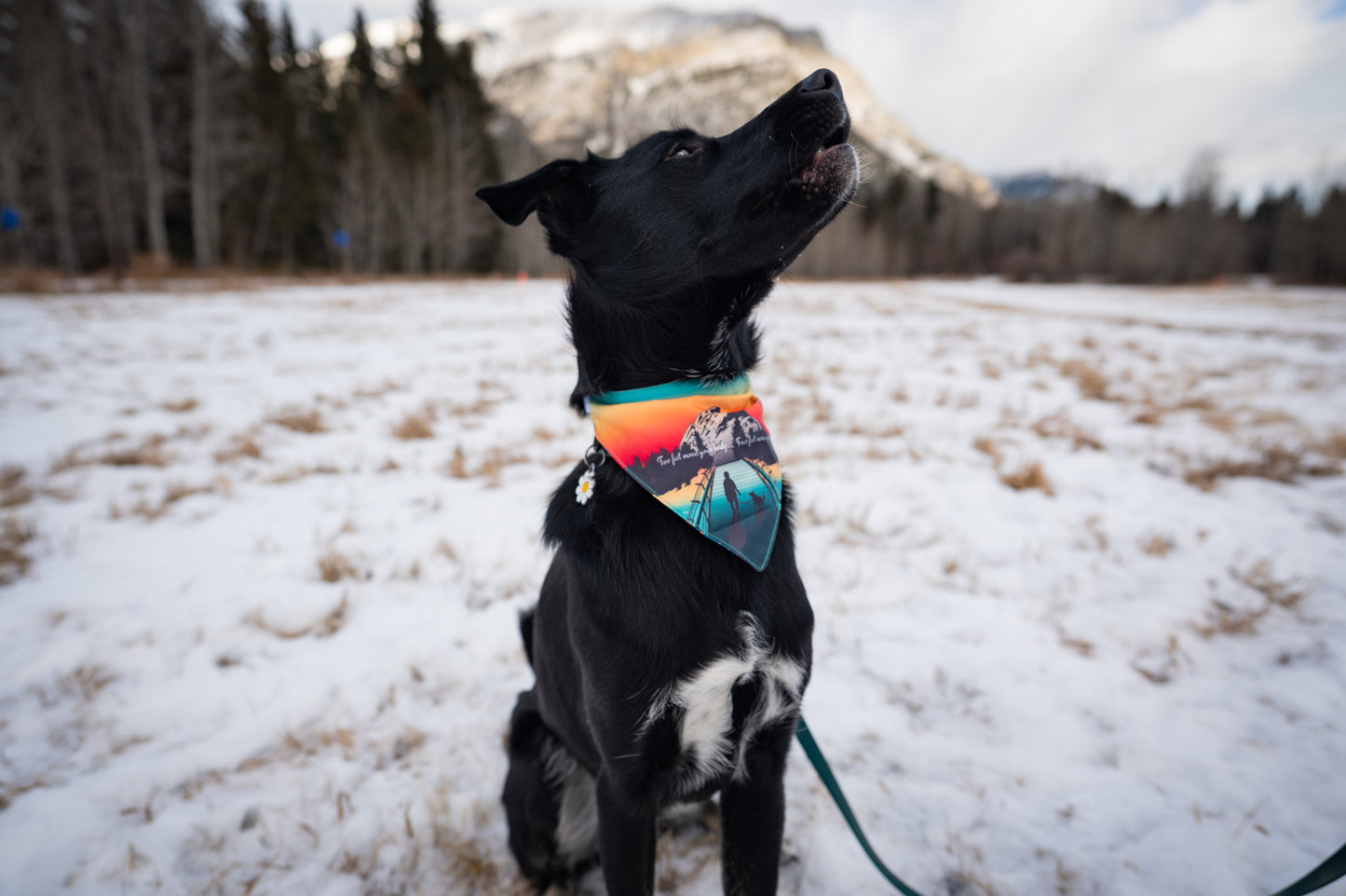 The Doghouse Bridge Bandana