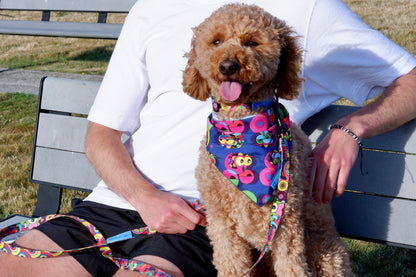 RC Artist Series Collar