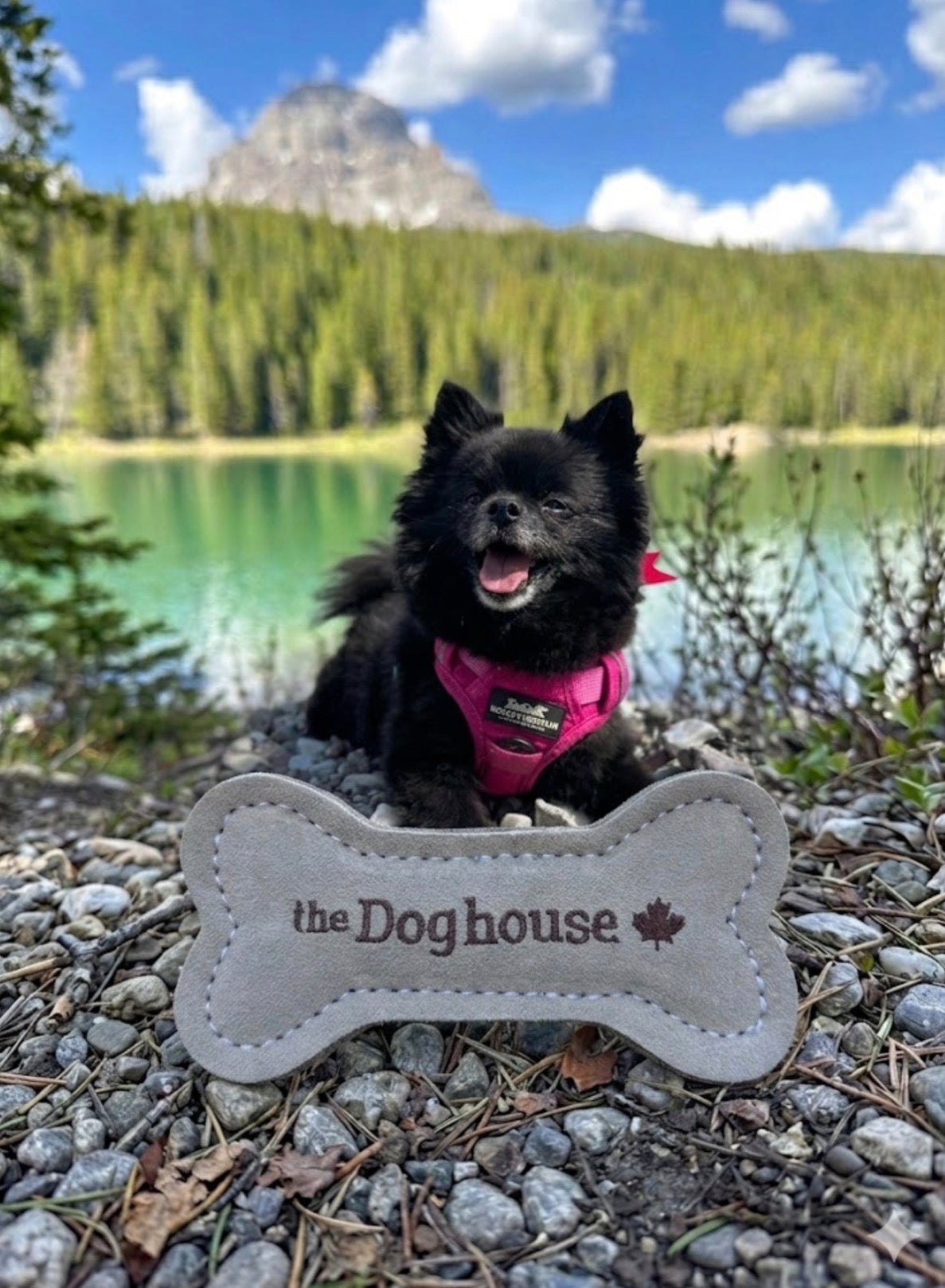 The Doghouse Leather & Wool Bone