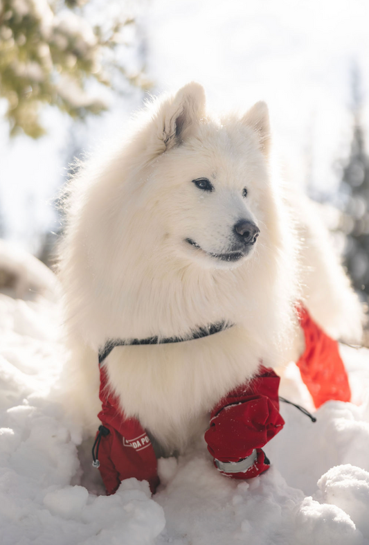 Canada Pooch Suspender Boots Red