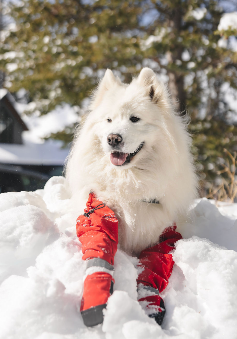 Canada Pooch Suspender Boots Red 25% Off