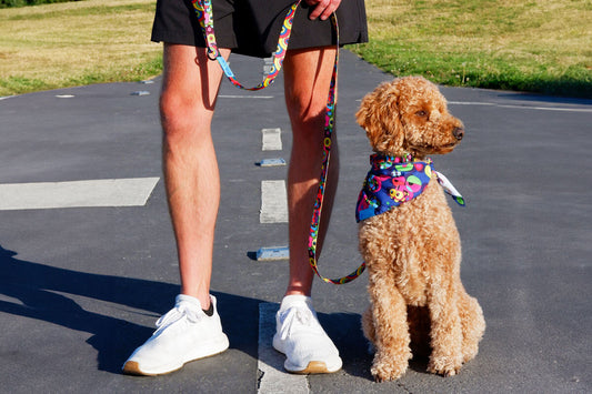 RC Artist Series Leash