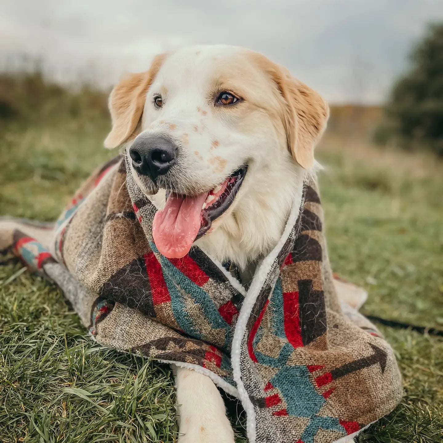 Wild Husky Co Blankets