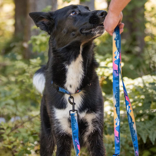 Rocky Mountain 8 Foot Leashes