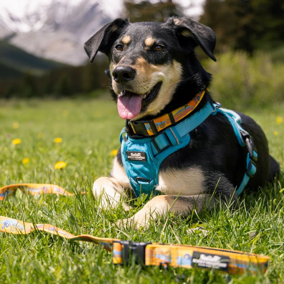 Okanagan Alpine Dog Collar