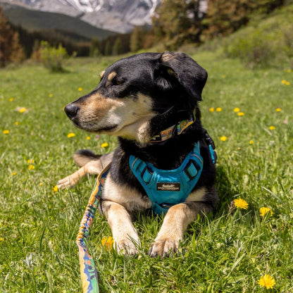 Waterton Alpine Dog Collar