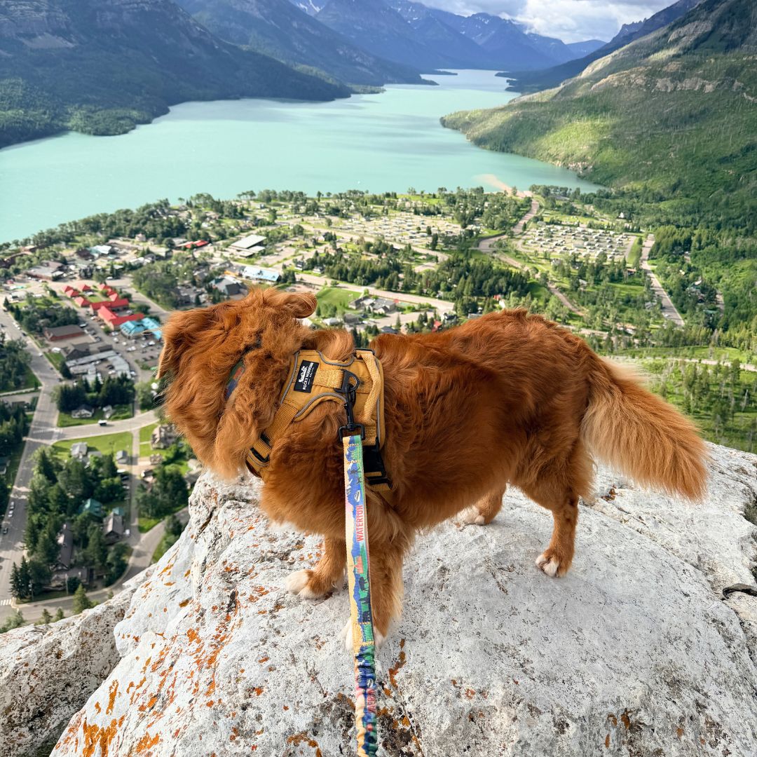 Waterton All Mountain Leash