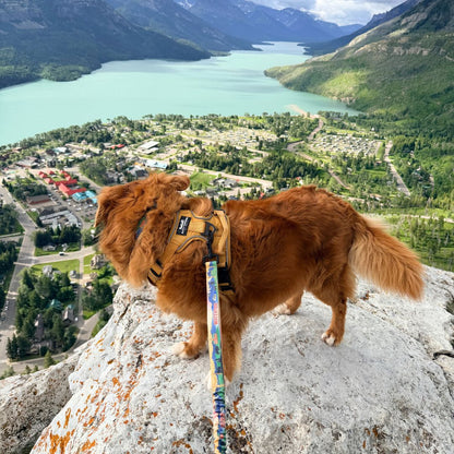 Waterton All Mountain Leash