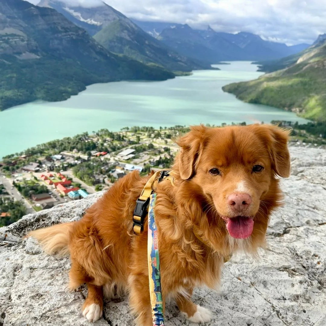 Waterton All Mountain Leash